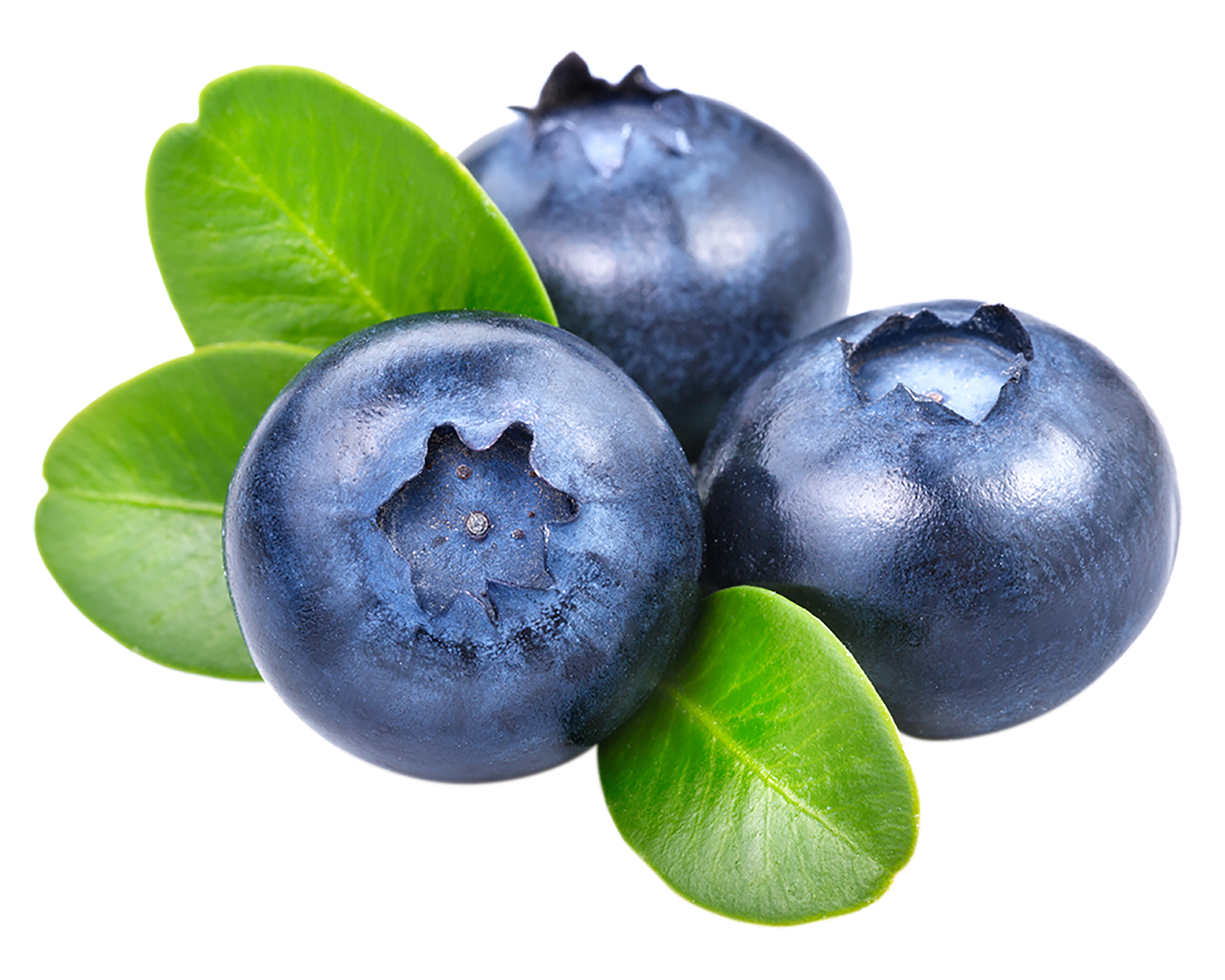 <b><i>Vaccinum Myrtillus Fruit</i> / Bilberry </b>