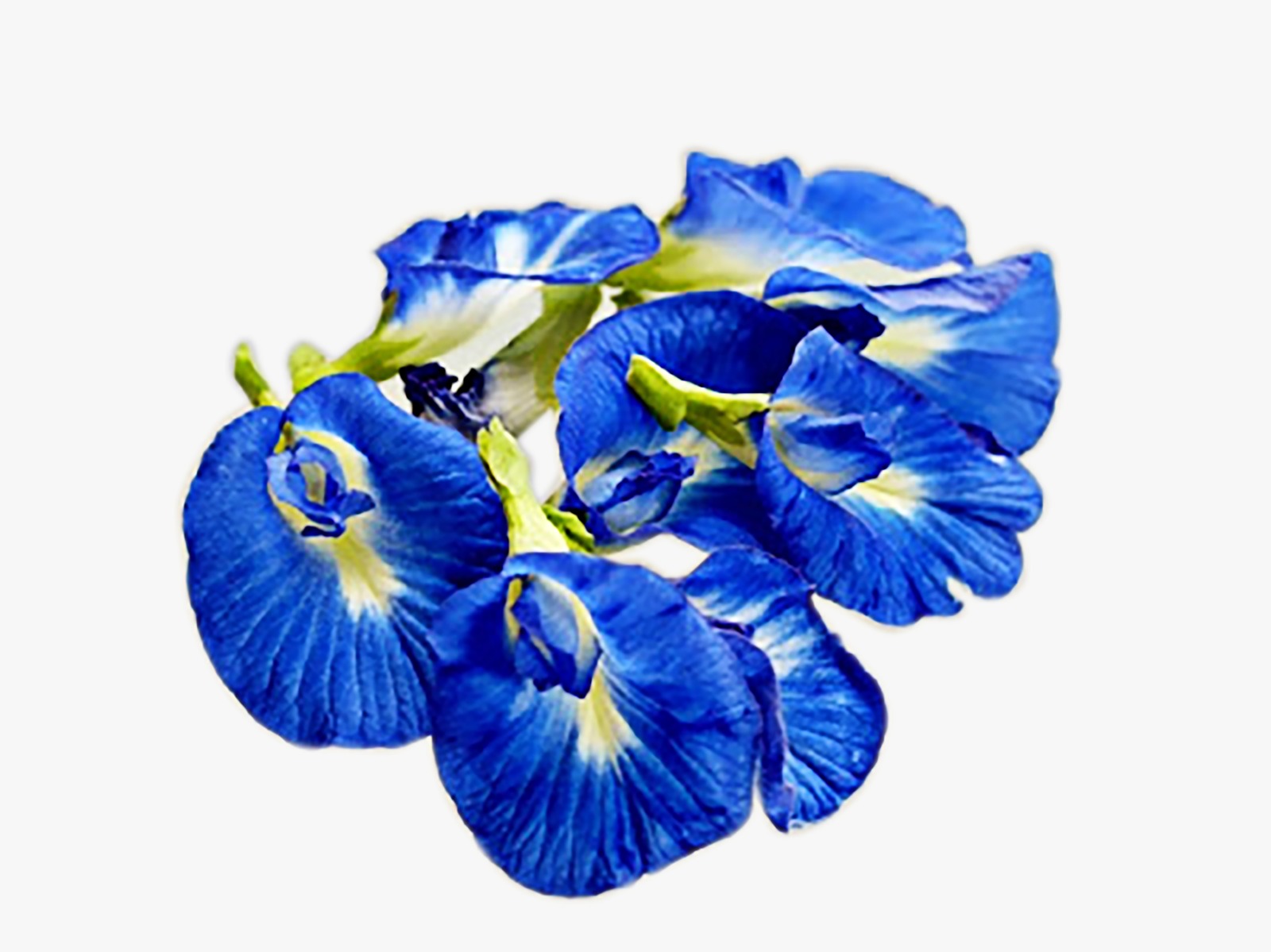 <b><i>Clitoria Ternatea Floss</i> / Bunga Telang</b>