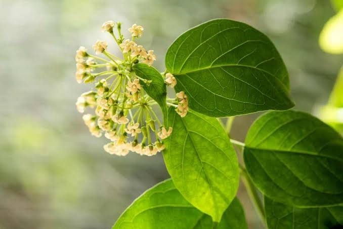 Manfaat Daun Gurmar (Gymnema Sylvestre) untuk Kesehatan